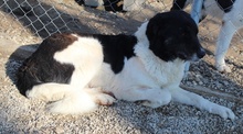FILONA, Hund, Mischlingshund in Griechenland - Bild 24