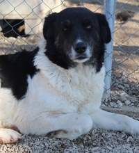 FILONA, Hund, Mischlingshund in Griechenland - Bild 25
