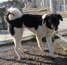 FILONA, Hund, Mischlingshund in Griechenland - Bild 26