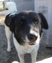 FILONA, Hund, Mischlingshund in Griechenland - Bild 27