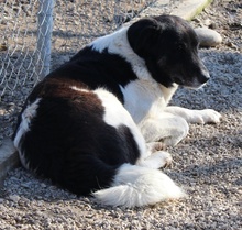 FILONA, Hund, Mischlingshund in Griechenland - Bild 28