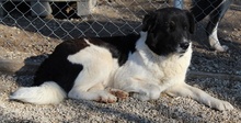 FILONA, Hund, Mischlingshund in Griechenland - Bild 29