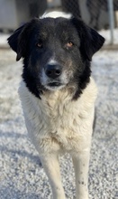 FILONA, Hund, Mischlingshund in Griechenland - Bild 3