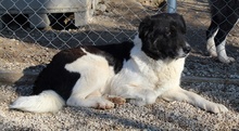 FILONA, Hund, Mischlingshund in Griechenland - Bild 30