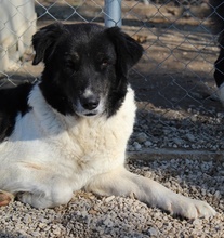 FILONA, Hund, Mischlingshund in Griechenland - Bild 31