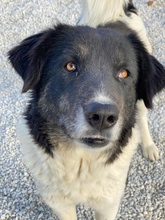 FILONA, Hund, Mischlingshund in Griechenland - Bild 4