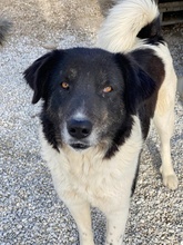 FILONA, Hund, Mischlingshund in Griechenland - Bild 5
