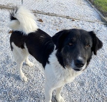 FILONA, Hund, Mischlingshund in Griechenland - Bild 7