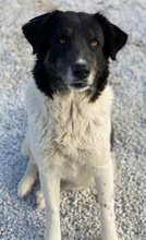 FILONA, Hund, Mischlingshund in Griechenland - Bild 8
