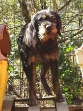 FOKAS, Hund, Mischlingshund in Griechenland - Bild 1