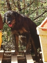 FOKAS, Hund, Mischlingshund in Griechenland - Bild 2