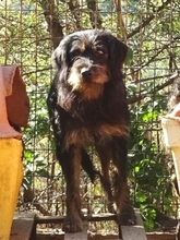FOKAS, Hund, Mischlingshund in Griechenland - Bild 3