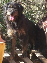 FOKAS, Hund, Mischlingshund in Griechenland - Bild 4