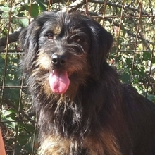 FOKAS, Hund, Mischlingshund in Griechenland - Bild 5
