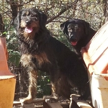 FOKAS, Hund, Mischlingshund in Griechenland - Bild 6