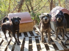 FOKAS, Hund, Mischlingshund in Griechenland - Bild 7
