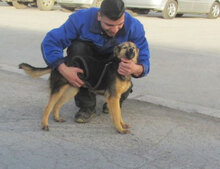 JAMILA, Hund, Mischlingshund in Bulgarien - Bild 1