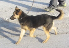 JAMILA, Hund, Mischlingshund in Bulgarien - Bild 10