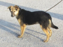JAMILA, Hund, Mischlingshund in Bulgarien - Bild 11