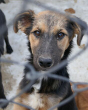 JAMILA, Hund, Mischlingshund in Bulgarien - Bild 12