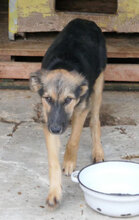 JAMILA, Hund, Mischlingshund in Bulgarien - Bild 13
