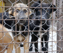 JAMILA, Hund, Mischlingshund in Bulgarien - Bild 14