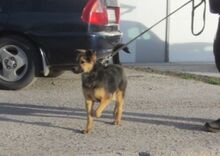 JAMILA, Hund, Mischlingshund in Bulgarien - Bild 2