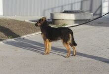 JAMILA, Hund, Mischlingshund in Bulgarien - Bild 3