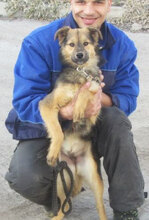 JAMILA, Hund, Mischlingshund in Bulgarien - Bild 4
