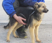 JAMILA, Hund, Mischlingshund in Bulgarien - Bild 5