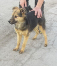 JAMILA, Hund, Mischlingshund in Bulgarien - Bild 6
