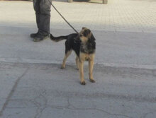 JAMILA, Hund, Mischlingshund in Bulgarien - Bild 7