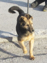 JAMILA, Hund, Mischlingshund in Bulgarien - Bild 8