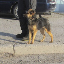 JAMILA, Hund, Mischlingshund in Bulgarien - Bild 9