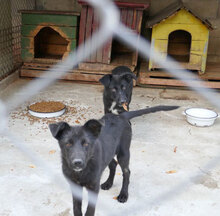 WINSTON, Hund, Mischlingshund in Bulgarien - Bild 1