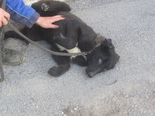 WINSTON, Hund, Mischlingshund in Bulgarien - Bild 10
