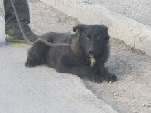 WINSTON, Hund, Mischlingshund in Bulgarien - Bild 11