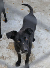 WINSTON, Hund, Mischlingshund in Bulgarien - Bild 2