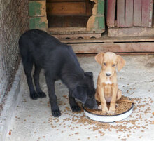 WINSTON, Hund, Mischlingshund in Bulgarien - Bild 3