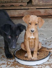 WINSTON, Hund, Mischlingshund in Bulgarien - Bild 4