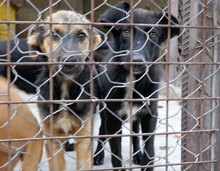 WINSTON, Hund, Mischlingshund in Bulgarien - Bild 5