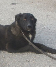 WINSTON, Hund, Mischlingshund in Bulgarien - Bild 6