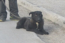 WINSTON, Hund, Mischlingshund in Bulgarien - Bild 7