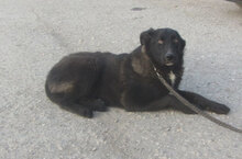 WINSTON, Hund, Mischlingshund in Bulgarien - Bild 8