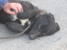 WINSTON, Hund, Mischlingshund in Bulgarien - Bild 9