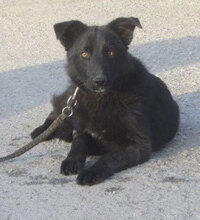 WILLOW, Hund, Mischlingshund in Bulgarien - Bild 1