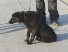 WILLOW, Hund, Mischlingshund in Bulgarien - Bild 10