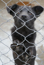WILLOW, Hund, Mischlingshund in Bulgarien - Bild 11