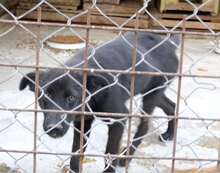 WILLOW, Hund, Mischlingshund in Bulgarien - Bild 12