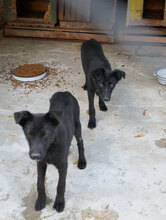 WILLOW, Hund, Mischlingshund in Bulgarien - Bild 13